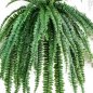 Preview: MEDIUM HANGING FERN X 52 LVS 1326N