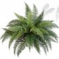 Preview: FERN BUSH X 35 - PLASTIC 1327N