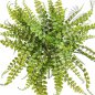 Preview: ASPLENIUM MAIDENHAIR - PLAST 1328N