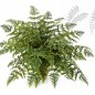 Preview: ATHURIUM FERN BUSH X45 1329N