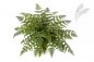 Preview: ATHURIUM FERN BUSH X45 1329N