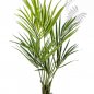 Preview: NATURAL KENTIA PALM 140cm 1342N