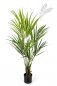 Preview: NATURAL KENTIA PALM 140cm 1342N