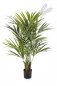 Preview: NATURAL KENTIA PALM DE LUXE 1342XL