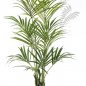 Preview: NATURAL KENTIA PALM 1343N