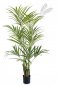 Preview: NATURAL KENTIA PALM 1343N