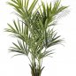 Preview: NATURAL KENTIA PALM DE LUXE 1343XL
