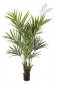 Preview: NATURAL KENTIA PALM DE LUXE 1343XL