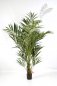 Preview: NATURAL KENTIA PALM 1344N