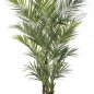 Preview: NATURAL KENTIA PALM DE LUXE 1345XL