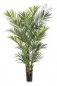 Preview: NATURAL KENTIA PALM DE LUXE 1345XL