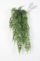 Preview: BOSTON FERN HANGING BUSH 75 1400N