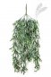 Preview: Staghorn Hanging Vine Bush 80cm 1419N