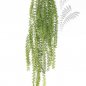 Preview: TASSELFERN HANGING BUSH 1423N