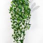 Preview: ENGLISH IVY HANGING BUSH 1543N