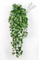 Preview: ENGLISH IVY HANGING BUSH 1543N