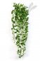 Preview: MAPLE IVY HANGING BUSH 1544N
