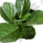 Preview: FIDDLE LEAF SPRAY X 7 LVS 1560N