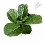 Preview: FIDDLE LEAF SPRAY X 7 LVS 1560N
