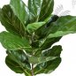 Preview: FIDDLE LEAF SPRAY X 7 LVS 1562N