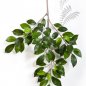 Preview: FICUS FOLIA SPRAY X 64 1572N