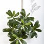 Preview: PITTISPORUM OUNTAIN SPRAY X66 1582N