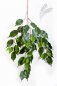 Preview: FICUS EXOTICA SPRAY X 55 1618N