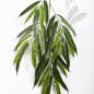 Preview: FR DELUXE LONGIFOLIA SPRAY X37 1624FR