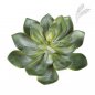 Preview: ECHEVERIA GREEN 1670N