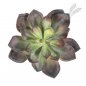 Preview: ECHEVERIA GREEN/RED 1670NR