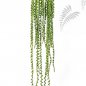 Preview: FR SENECIO HANGING BUSH 1678FR