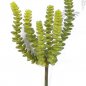 Preview: CRASSULA PERFORATA X 6 1679N