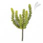 Preview: CRASSULA PERFORATA X 6 1679N
