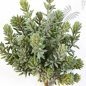 Preview: SEDUM BUSH X26 1680N