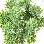 Preview: Dusty Miller Bush X 7 Green 18cm 1690N