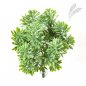 Preview: Dusty Miller Bush X 7 Green 18cm 1690N