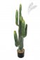 Preview: CEREUS CACTUS 115 CM X 6 1830N
