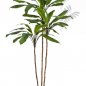Preview: Cordyline fruticosa tree 210cm 25007N