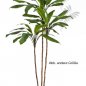 Preview: Cordyline fruticosa tree 240cm 25008N