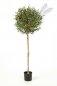 Preview: NATURAL OLIVE BALL TREE 140cm 27705N
