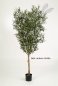 Preview: NATURAL OLIVE TREE W/F 120cm 28004N