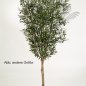 Preview: NATURAL OLIVE TREE W/F 150cm 28005N