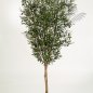 Preview: NATURAL OLIVE TREE W/F 180cm 28006N