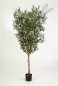Preview: NATURAL OLIVE TREE W/F 180cm 28006N
