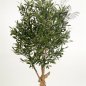 Preview: NAT. TWISTED OLIVE TREE W/F 120cm 28204N