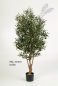 Preview: NAT. TWISTED OLIVE TREE W/F 180cm 28206N