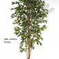 Preview: FICUS NITIDA 150cm 30105N