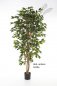 Preview: FICUS NITIDA 150cm 30105N