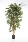 Preview: FICUS NITIDA 180cm 30106N