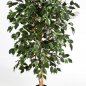 Preview: FICUS NITIDA EXOTICA 150cm 30205N